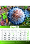 Kalendarz wieloplanszowy 2021 Grzyby (zdjęcie 8)