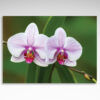Kalendarz trójdzielny Orchidea (20szt.) - 2 Kalendarz trójdzielny Orchidea biało-różowy kwiat
