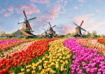 Kalendarz jednodzielny na rok 2025 Tulipany