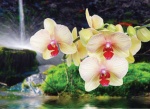 Kalendarz trójdzielny 2025 Orchidea