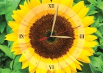 kalendarz trójdzielny kwiat słonecznika z zegarem
